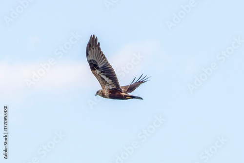 飛翔するチュウヒ