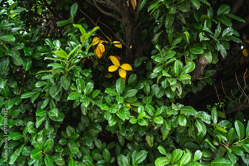 Lush Green Foliage With Yellow Accent Leaves In Dense Hedge And Branches