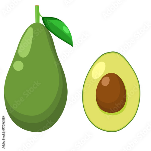 Avocado illustration