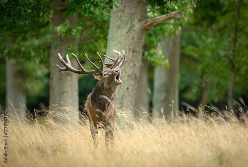 Deer male buck ( Cervus elaphus ) during rut © Piotr Krzeslak