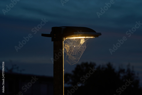 Spider web under streetlamp at dusk. Spider web lit by lamp. Evening scene with trees and buildings.
