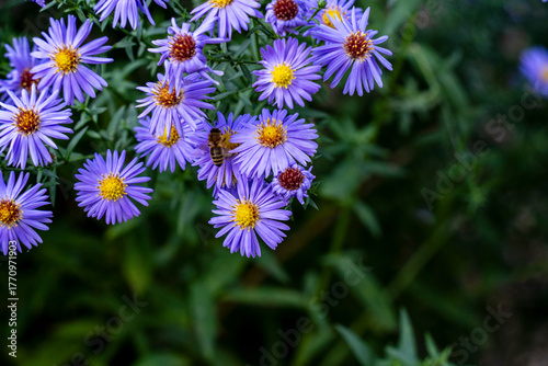 Fototapeta Fleurs violets en automne au parc Orangerie à Strasbourg