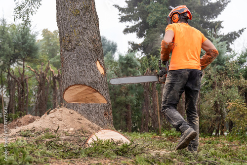Billede på lærred Arborist cutting down a tree with a chainsaw, wearing protective gear, felling t
