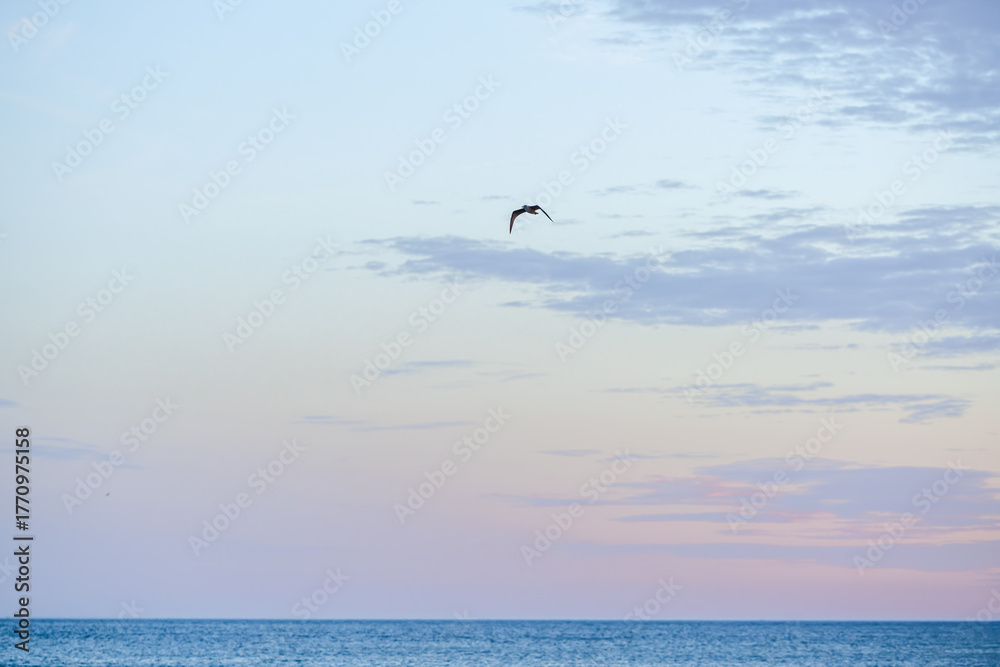Fototapeta premium Bird soaring beneath morning sky