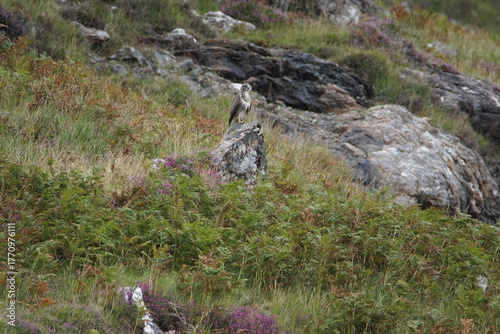 A Buzzard (Buteo buteo) perched on a rock at Kinloichewe, Wester Ross,  Northwest Highlands of Scotland, UK