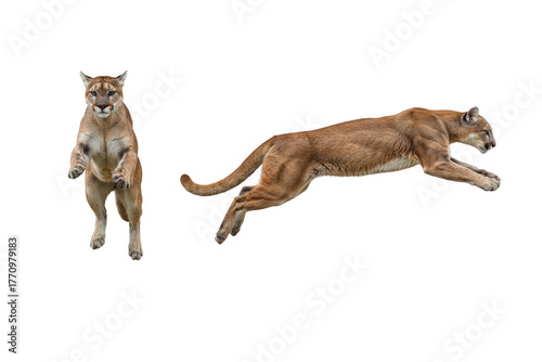 Dynamic Cougars Isolated on Transparent Background