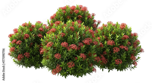 Fototapeta Naklejka Na Ścianę i Meble -  Red ixora flowers and green foliage isolated on transparent background