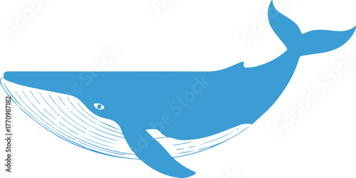 whale blue whale vector illustration cartoon flat ocean mammal