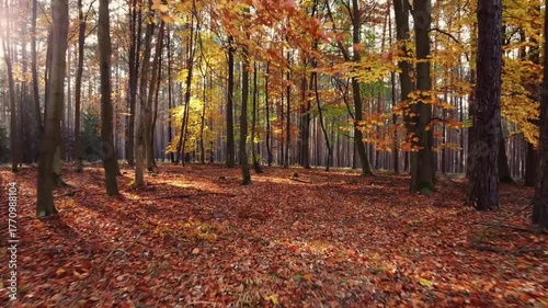 autumn in the forest