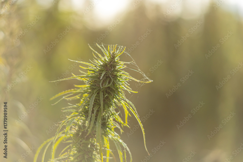 Obraz premium Field landscape with cannabis, used for medical treatment of fatal diseases like cancer, smoking for fun causing addiction, and for industrial use like constructions, textile production, insulation.