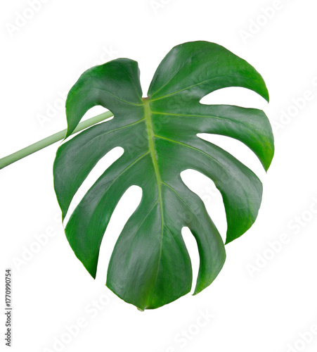 tropical monstera leaf isolated on transparent background