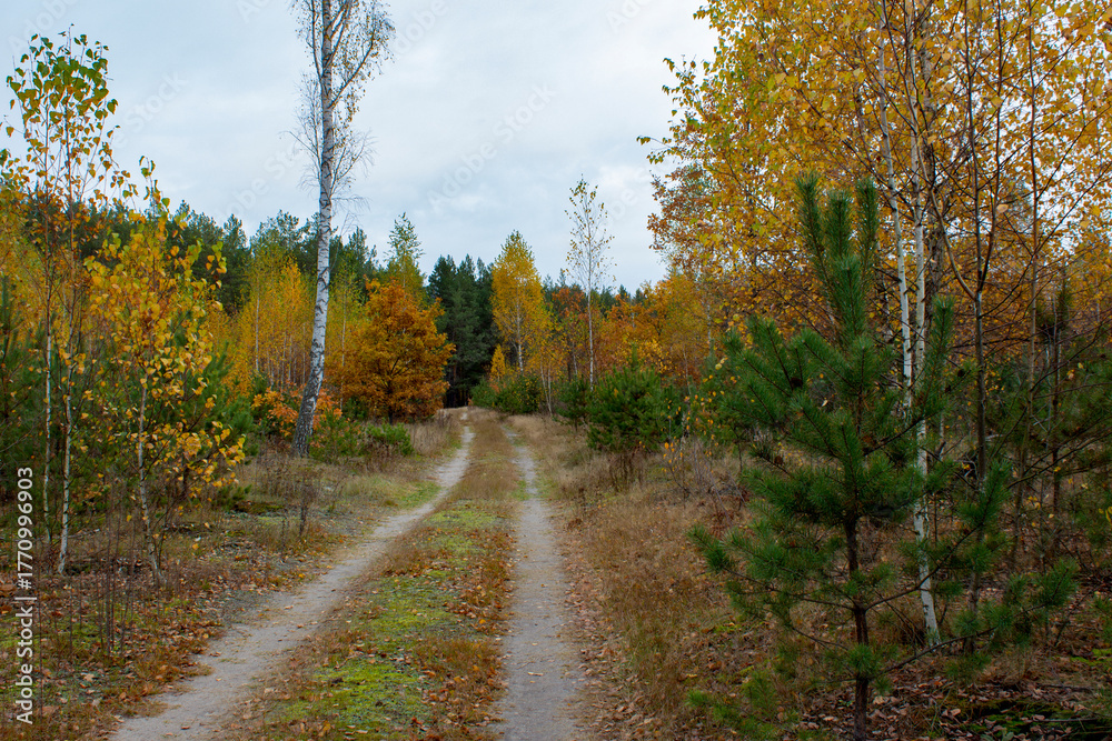Obraz premium Autumn landscape in a mixed forest. Forest path, yellow foliage on birch trees, withered grass, young pine forest.