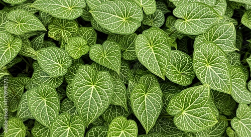 Green Heart-shaped Leaves with Prominent Veins in Dense Garden Bed
