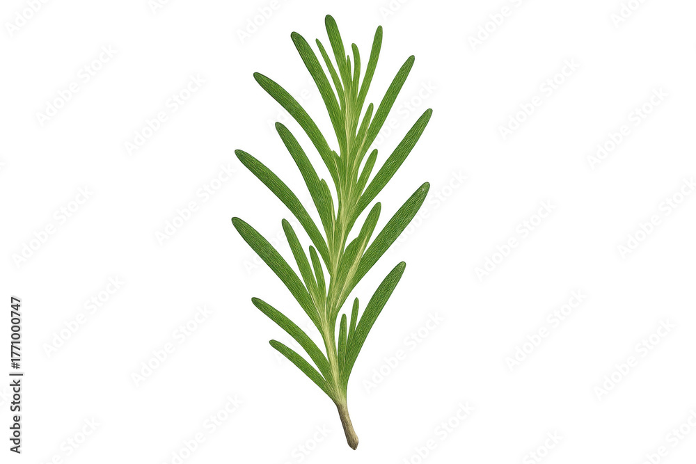 Obraz premium Fresh rosemary sprig for cooking and flavoring healthy food ingredients on transparent background