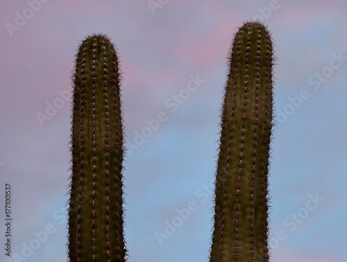 Obraz na płótnie cacti silhouette serenity, tall saguaro formations stand alone on dry plain unde