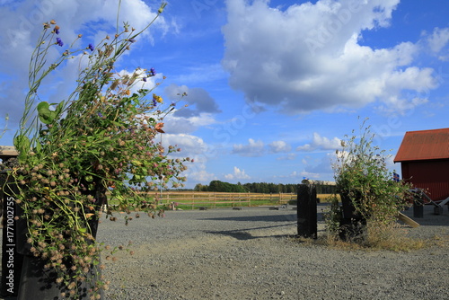 Landscape photo. Pretty flowers in a pot.  Horse ranch. Cloudy sky.