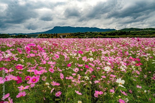 三光コスモス園