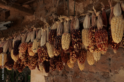 Obraz na plátně Rustic scene of colorful dried corn varieties hanging to dry