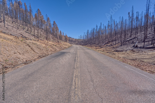 Burned Forest along Highway-67 at North Rim AZ