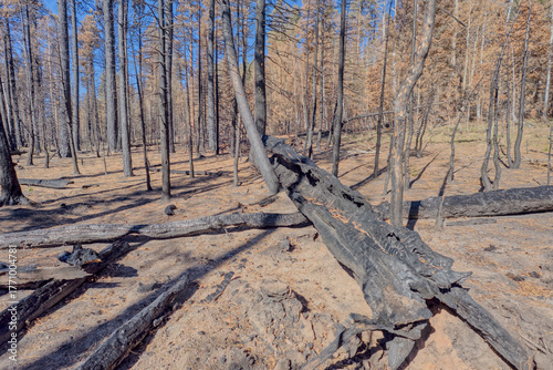 Burned Forest at North Rim AZ
