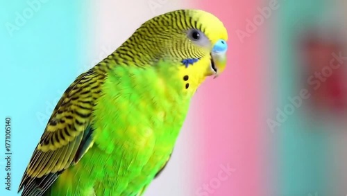 A vibrant close up of a single red poppy flower with delicate petals and a dark center set against a soft bokeh background