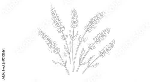 Elegant lavender sketch illustration adding a botanical touch to designs