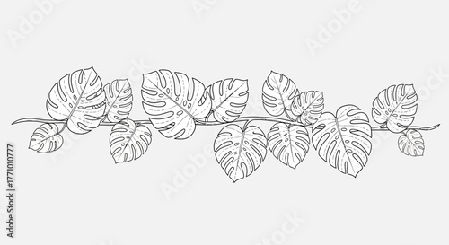 Elegant monstera leaf garland illustration, tropical flora design element