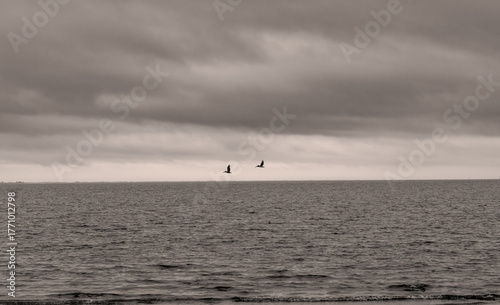 Pair of pelicans flying over the sea