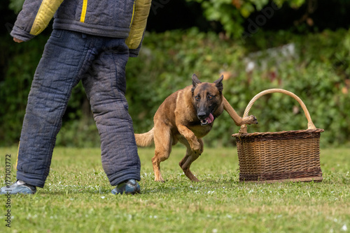 berger belge malinois en ring 