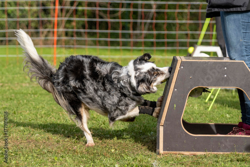 border collie en flyball