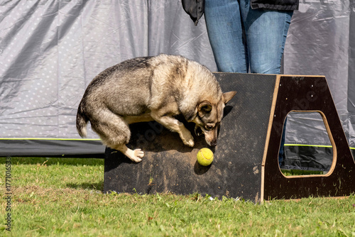 spitz des wisigoths en flyball