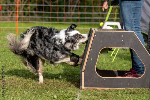 border collie en flyball