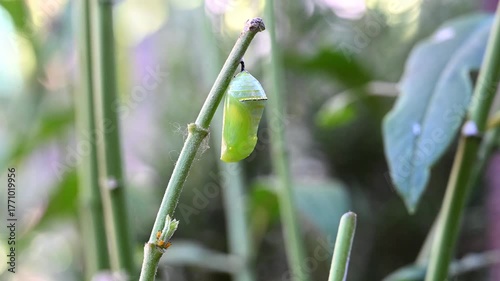 4K HD video zooming in on a monarch butterfly chrysalis hanging from a bare branch in front of green leaves. Newly enclosed Chrysalis.
