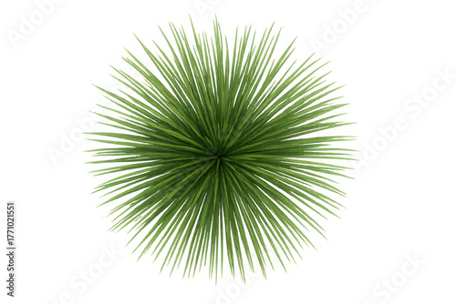 Green plant with many leaves, seen from top view, perfect for landscape design elements. Transparent background included