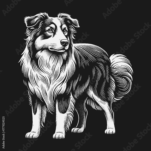Elegant Border Collie Portrait in Monochrome Style.