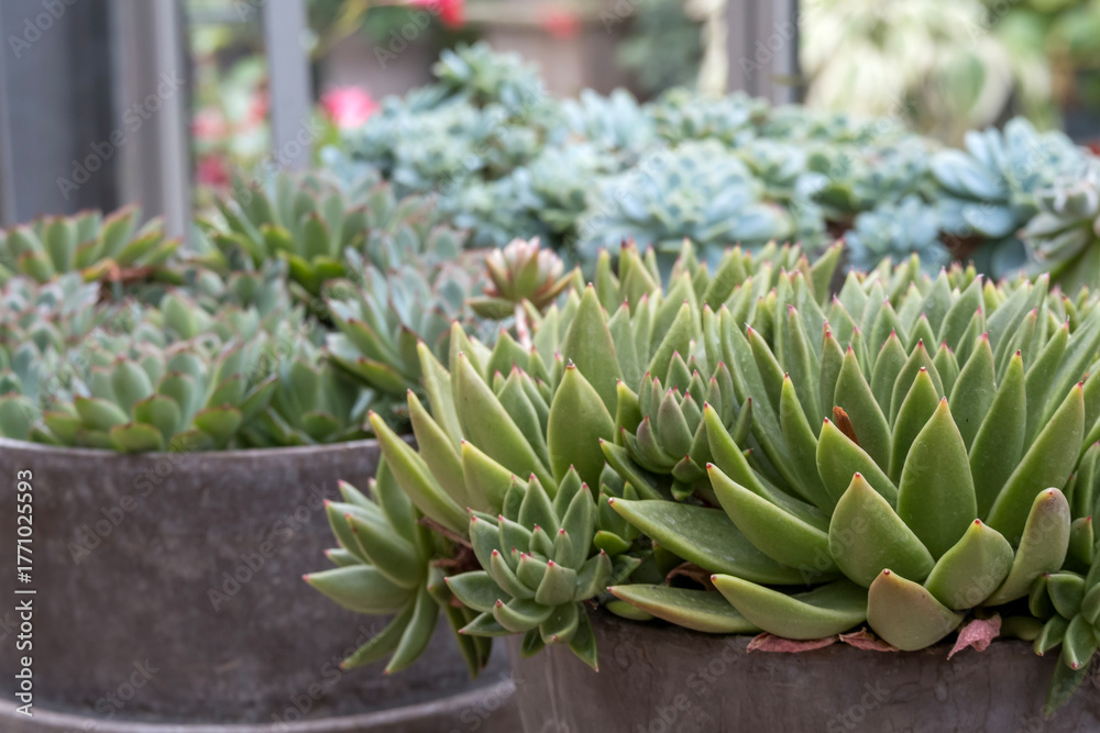 Obraz premium Echeveria-Fettblattrosette