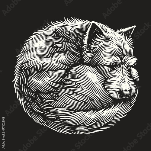 Artistic wolf curled up sleeping peacefully on black background.