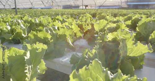 Growing lettuce heads in hydroponic troughs inside greenhouse with metal poles, irrigation pipes