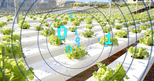 Monitoring central lettuce growing in hydroponic channel in greenhouse, with digital overlay