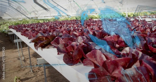 Showcasing red lettuce heads growing in hydroponic troughs in greenhouse, with digital graphics