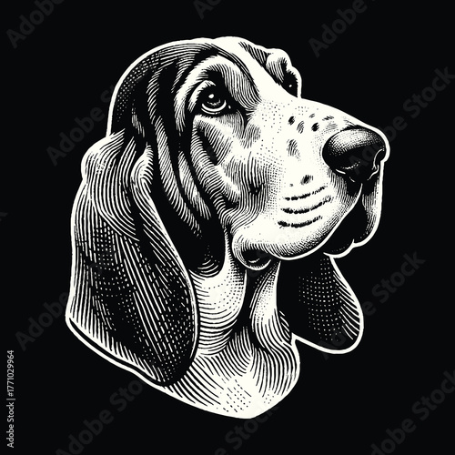 Basset Hound Portrait: A Detailed Black and White Illustration.