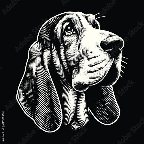 Basset Hound Portrait: A Detailed Black and White Illustration.