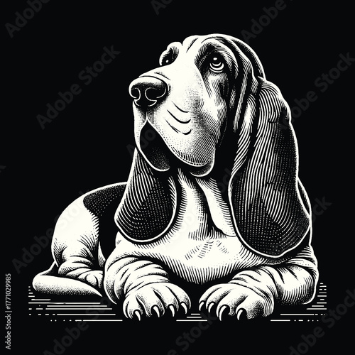 Basset Hound Portrait: A Loyal and Focused Canine.