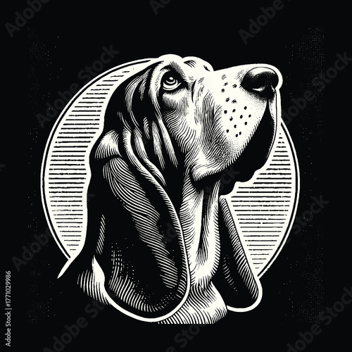 Basset Hound Portrait in Black and White.