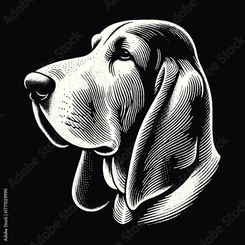 Elegant Basset Hound Portrait in Striking Black and White.