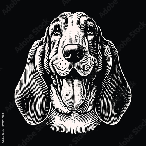 Basset Hound Portrait: Detailed Engraving on Black Background.