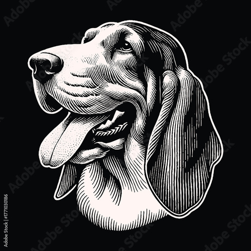 Basset Hound Portrait: Detailed Engraving on Black Background.