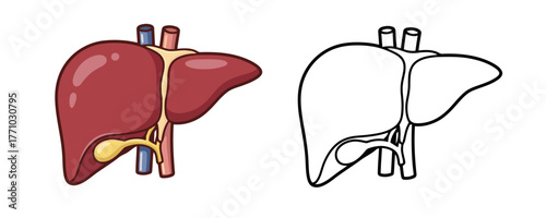 Detailed anatomical illustration of the human liver with colored and outline versions for medical and educational projects