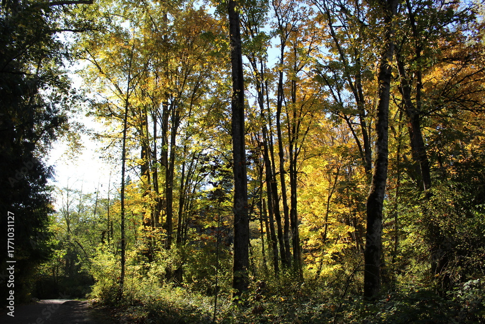 Fototapeta premium A winding path through a tranquil autumn woodland with golden sunlight
