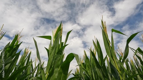 Rows of healthy green corn crops within an agricultural field. Plants are lush and green, set against a cloudy blue Summer sky. Captured in early July in the Midwest, USA.